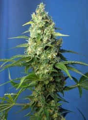 Honey Peach Auto CBD® – product view 2