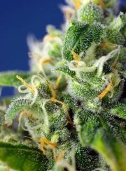 Honey Peach Auto CBD® – product view 3