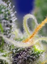 Honey Peach Auto CBD® – product view 4