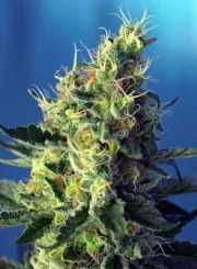 Sweet Pure CBD® – product view 2