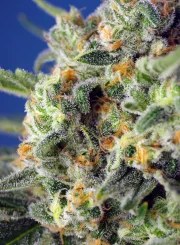 Sweet Pure CBD® – product view 3