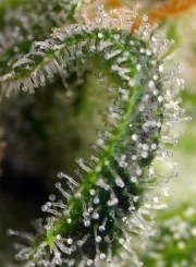 Sweet Pure CBD® – product view 4