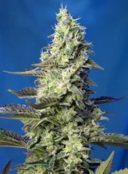 Green Poison XL Auto® – product view 2