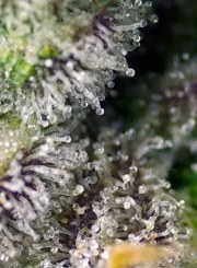 Green Poison XL Auto® – product view 3