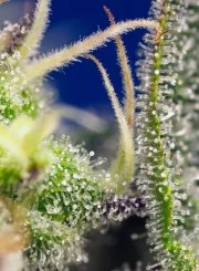 Green Poison XL Auto® – product view 4