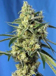 Sweet Amnesia Haze® – product view 2