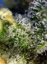Sweet Amnesia Haze® – product view 3