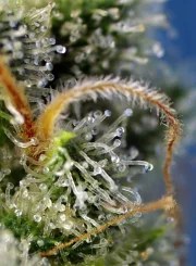 Sweet Amnesia Haze® – product view 4
