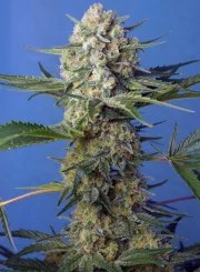 Crystal Candy F1 Fast Version® – product view 2