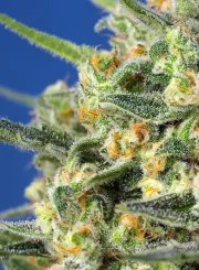 Crystal Candy F1 Fast Version® – product view 3