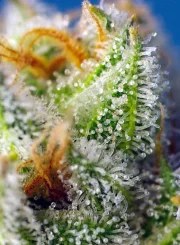Crystal Candy F1 Fast Version® – product view 4