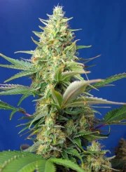 Sweet Pure Auto CBD® – product view 2