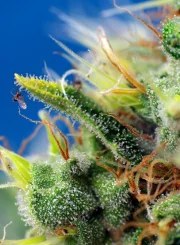 Sweet Pure Auto CBD® – product view 3