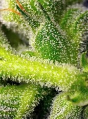 Sweet Pure Auto CBD® – product view 4