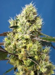 Sweet Gelato Auto® – product view 2