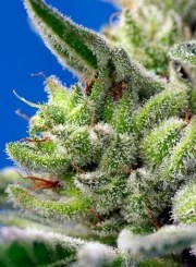 Sweet Gelato Auto® – product view 3