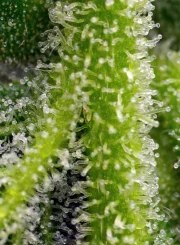 Sweet Gelato Auto® – product view 4