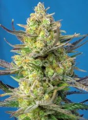 Sweet Cheese XL Auto® – product view 2