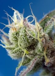 Sweet Cheese XL Auto® – product view 3