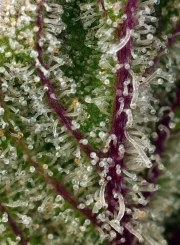 Sweet Cheese XL Auto® – product view 4