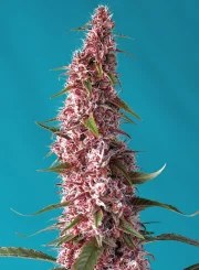 Red Pure Auto CBD® – product view 2