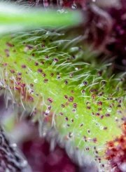 Red Pure Auto CBD® – product view 3