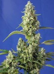 Gorilla Girl XL Auto® – product view 2