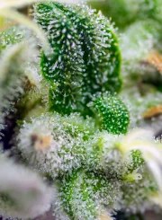 Gorilla Girl XL Auto® – product view 3