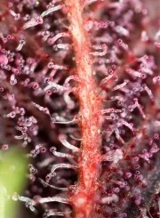 Red Hot Muffin – product view 3