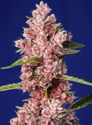 Tropicanna Poison F1 Fast Version® – product view 2