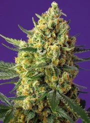 Crystal Candy XL Auto® – product view 2