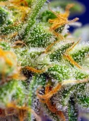 Crystal Candy XL Auto® – product view 3