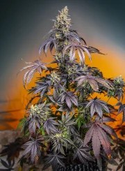 Red Gorilla Girl XL Auto® – product view 2