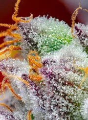 Red Gorilla Girl XL Auto® – product view 3