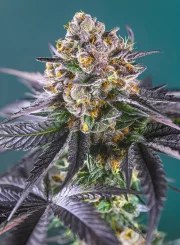 Red Strawberry Banana Auto® – product view 2