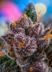 Red Strawberry Banana Auto® – product view 3
