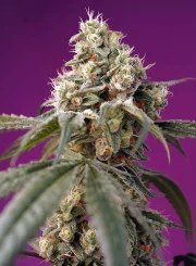Bruce Banner Auto® – product view 2