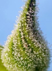 Bruce Banner Auto® – product view 3