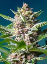 Purple Punch OG® – product view 2