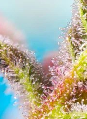 Purple Punch OG® – product view 3