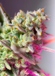 Sweet Mimosa XL Auto® – product view 2