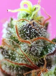 Sweet Mimosa XL Auto® – product view 3