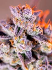 Tropicanna Poison XL Auto® – product view 2