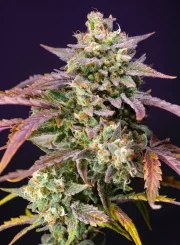 Purple Punch OG XL Auto® – product view 2