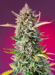 Gorilla Sherbet F1 Fast Version® – product view 2