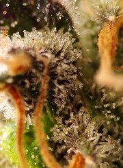Gorilla Sherbet F1 Fast Version® – product view 3