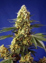 Strawberry Banana Gelato XL Auto® – product view 2