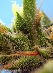 Strawberry Banana Gelato XL Auto® – product view 3