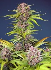 Mimosa Bruce Banner XL Auto® – product view 2