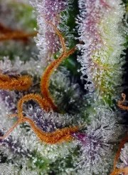 Mimosa Bruce Banner XL Auto® – product view 3